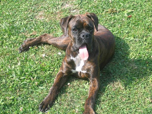 Coca du Cos Lavigerie - Boxer