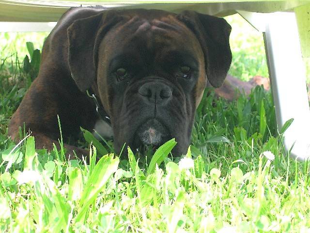 Coca du Cos Lavigerie - Boxer