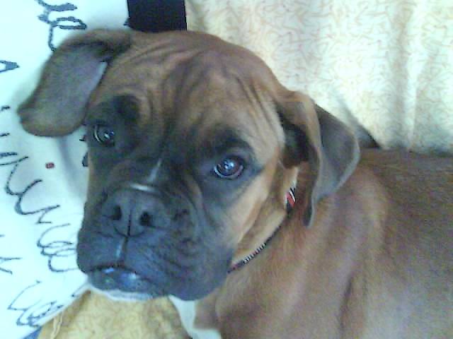 Bahia - Boxer