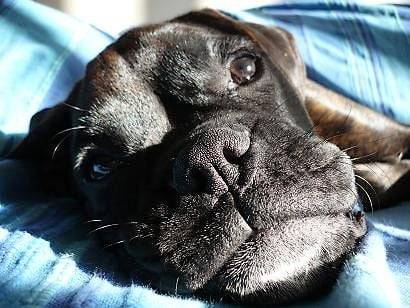 Coxie - Boxer