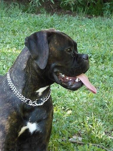 Coxie - Boxer