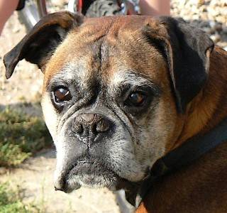 Mickey - Boxer