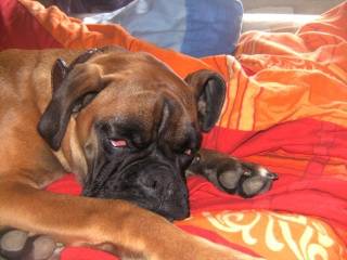 Channa of gypsy the dog at golden eyes - Boxer