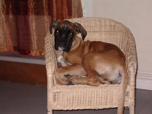Channa of gypsy the dog at golden eyes - Boxer