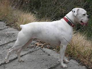Thaïs boxer caille LOF 5 ans - Boxer (5 ans)