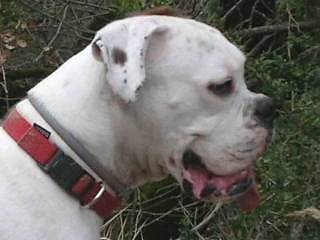 Thaïs boxer caille LOF 5 ans - Boxer (5 ans)