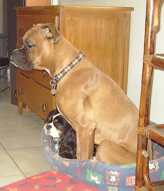 Bahia - Boxer