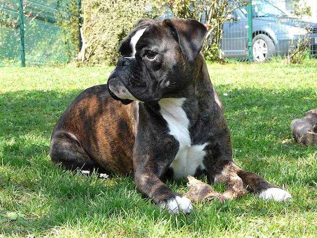 Brooklyn des Gardiens de la Nole a 20 mois - Boxer (1 an et 8 mois)