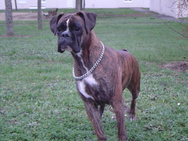 Vénus des Dobs d'Arnoline 3 ans et demi - Boxer (3 ans et demi)