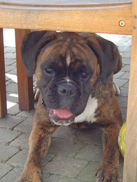 Farga du Haras de l'Etoile a 18 mois - Boxer (1 an et demi)