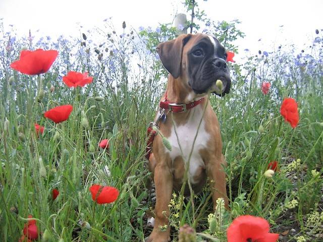 Cyrus du Bois de Faitin a 4 mois - Boxer (4 mois)