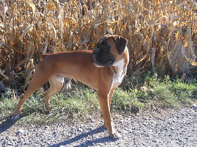 Cyrus du Bois de Faitin a 9 mois - Boxer (9 mois)