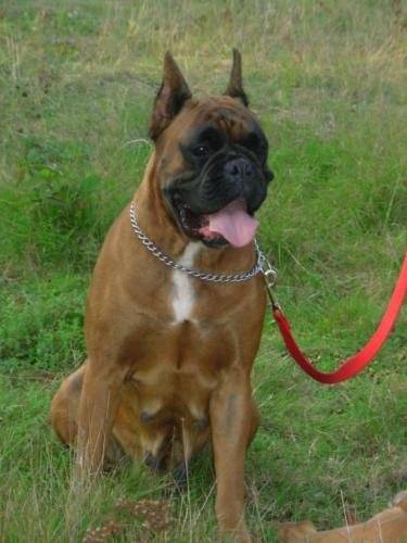 Tempete de l'Air Salin - Boxer