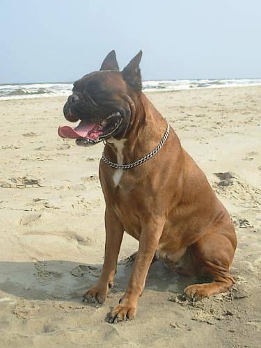 Tempete de l'Air Salin - Boxer
