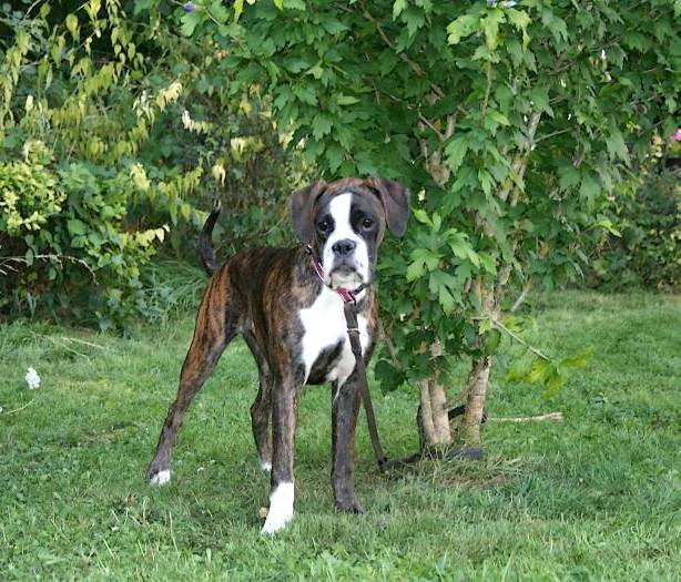Coco Chanel - Boxer