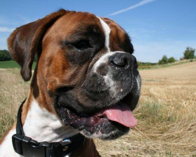 Bridget - Boxer