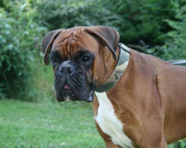Boss des Cabotines du Vieux Pré - Boxer