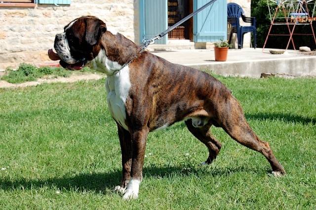 Borys du Moulin de la Capelagne - Boxer