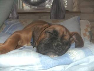 Droopy des Fidèles compagnons d'Uxen 2 mois 1/2 - Boxer (2 mois)