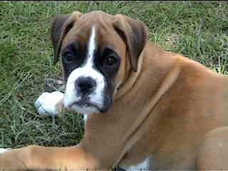 Uriah des Plaines d'Ariovist - Boxer