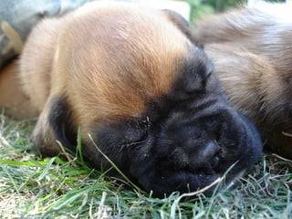 Bosco - Boxer