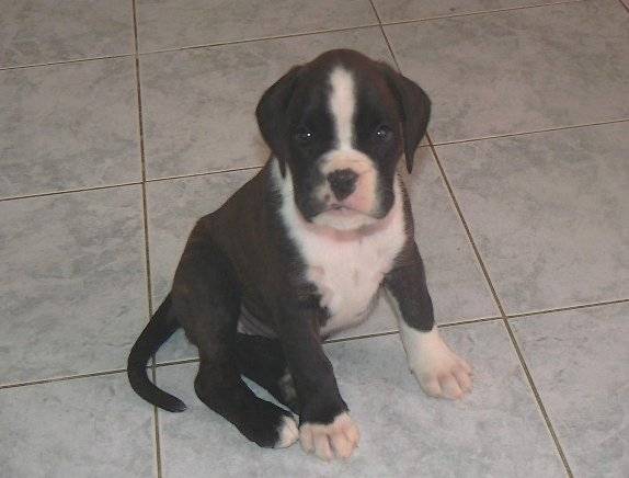 Créole Blues des Elfes Sauvages - Boxer