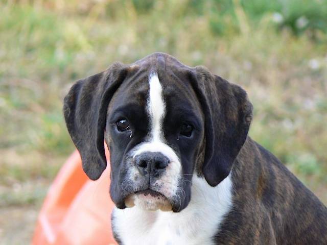 Créole Blues des Elfes Sauvages - Boxer