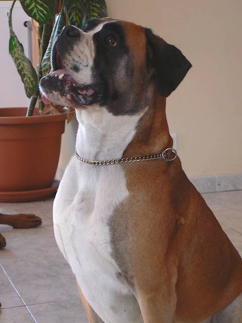 Vaza dite Vodka de la Goëlette - Boxer