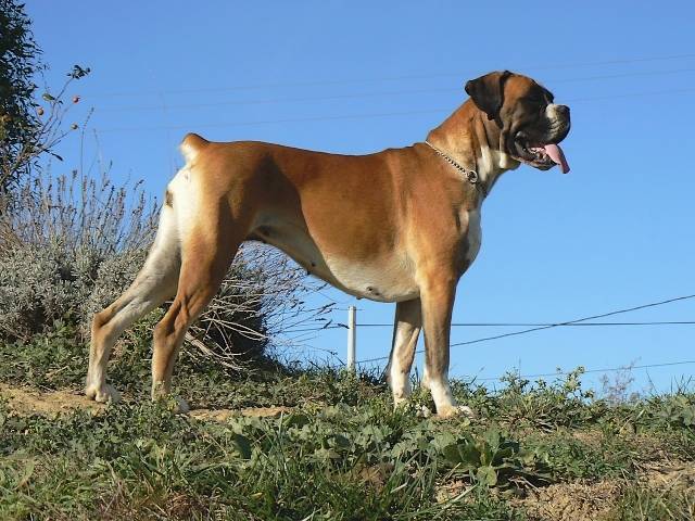 Vaza dite Vodka de la Goëlette - Boxer