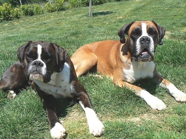 Créole et Vodka - Boxer