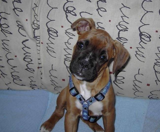 Bahia a 3 mois - Boxer (3 mois)
