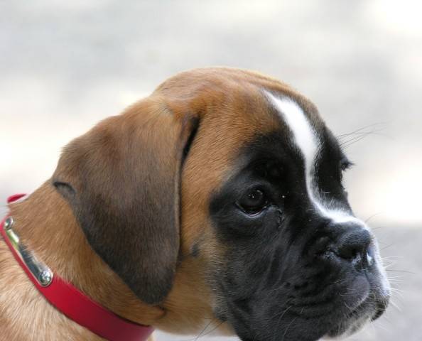 Athéna dite cahuète - Boxer