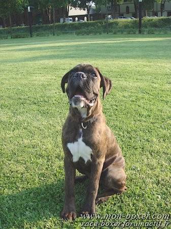 D'Zeus 4 mois et demi - Boxer (4 mois)