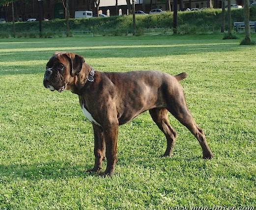 D'Zeus 4 mois et demi - Boxer (4 mois)