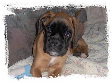 Alya - Boxer