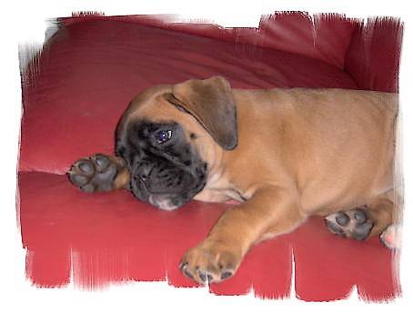Alya - Boxer