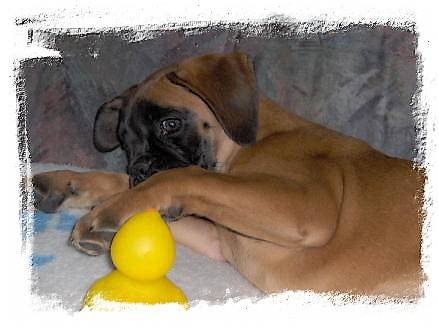 Alya - Boxer