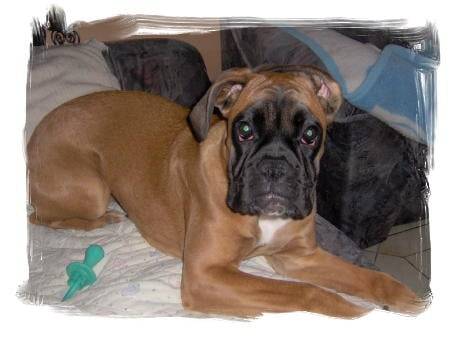 Alya - Boxer