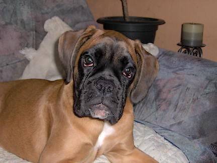 Alya - Boxer