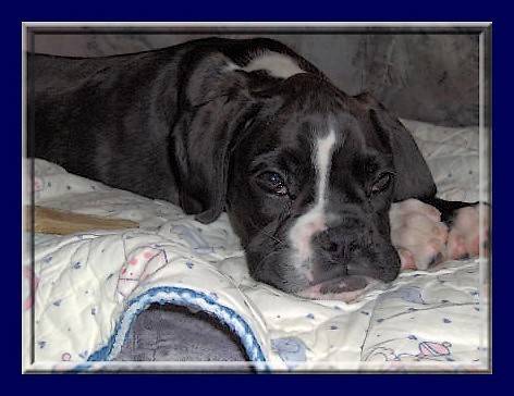 Sangria - Boxer