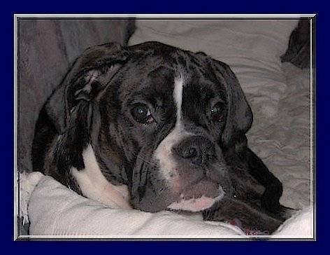 Sangria - Boxer