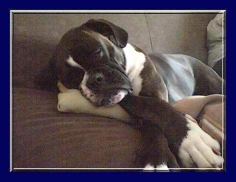 Sangria - Boxer