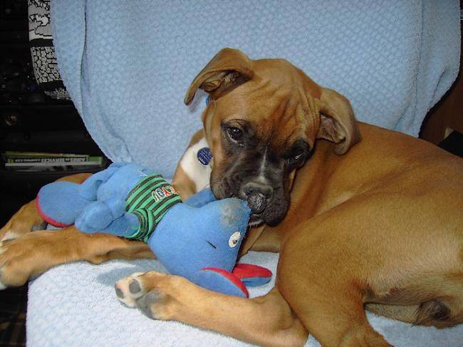 Bahia 5 mois - Boxer (5 mois)
