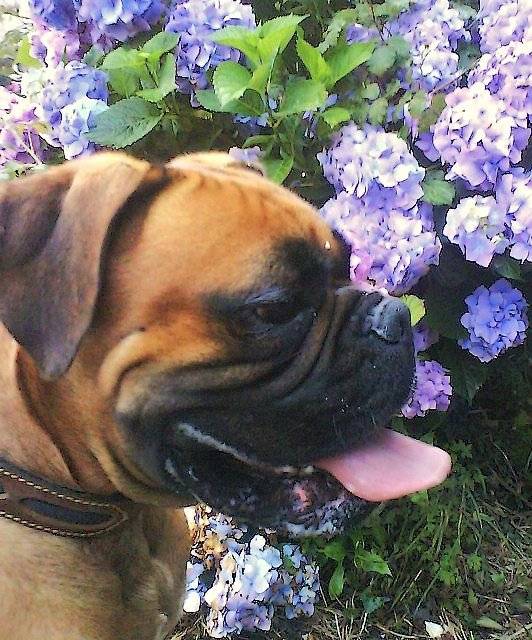 Ako, 3ans et demi - Boxer