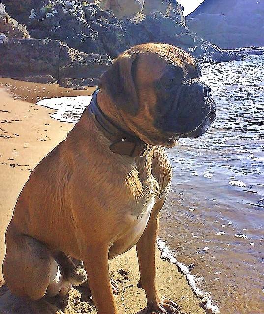 Ako, 3ans et demi - Boxer