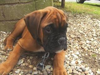 Droopy des Fidèles compagnons d'Uxen 2 mois 1/2 - Boxer (2 mois)
