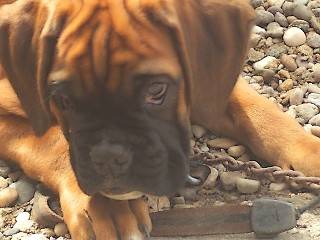 Droopy des Fidèles compagnons d'Uxen 2 mois 1/2 - Boxer (2 mois)