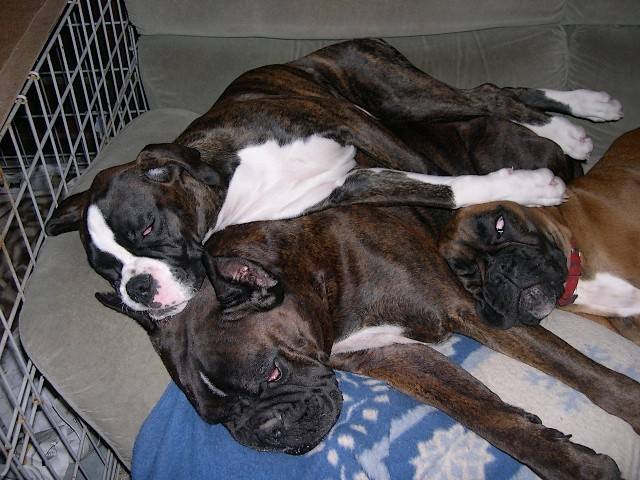 Dodo de Boxers - Boxer