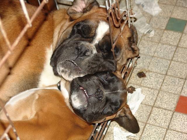 Betty Boop et Caroll, gros câlin - Boxer