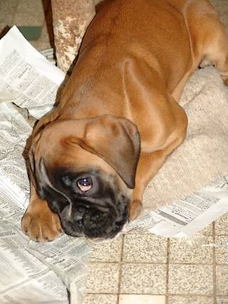 Caroll, oeil coquin - Boxer